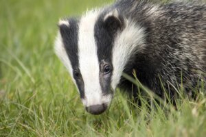 badger en la naturaleza