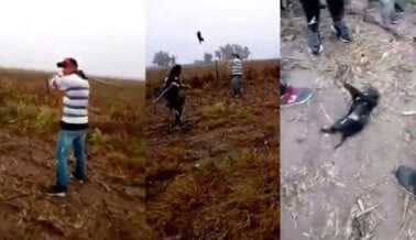 VIDEO: Maltratadores juegan béisbol usando a un cachorro como pelota