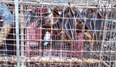 PETA Asia Está Atrayendo la Atención del Mundo Hacia los Mercados de Animales Vivos
