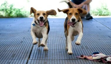 ¡Avance! El Pueblo de Spring Green Retira la Aprobación Para Perrera de Cría de Beagles