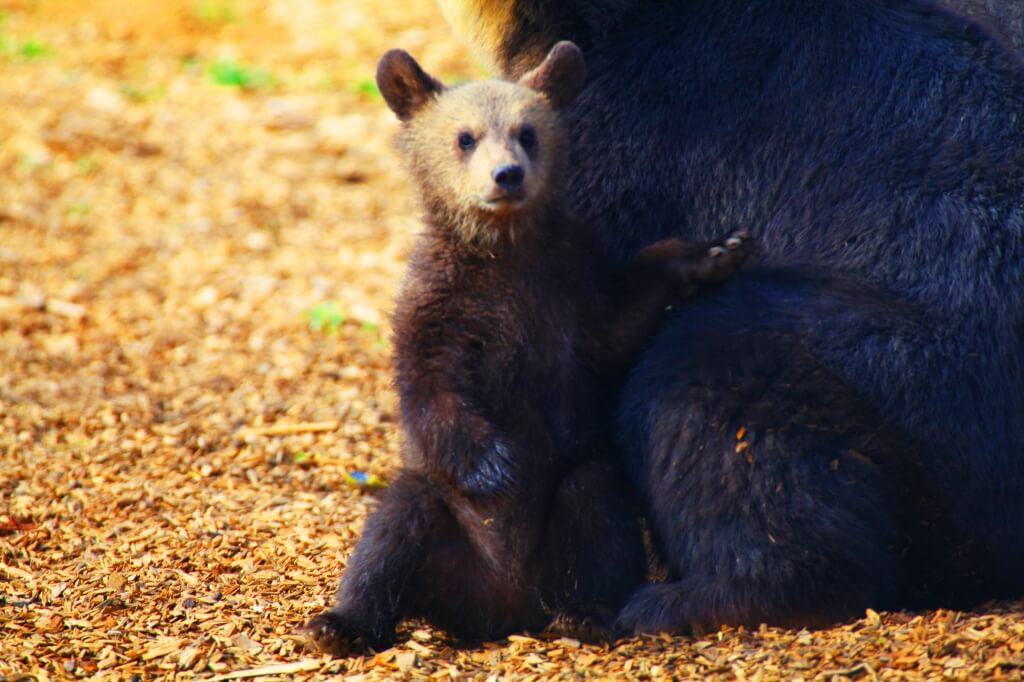 bear-cub-thumb-1024x682