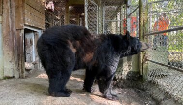 Cómo la compasión y las acciones legales ayudaron a cerrar las puertas de Waccatee Zoo