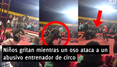 VIDEO: Niños Gritan Mientras un Oso Ataca a un Abusivo Entrenador de Circo