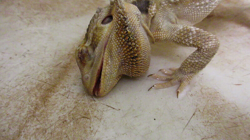 Bearded dragon