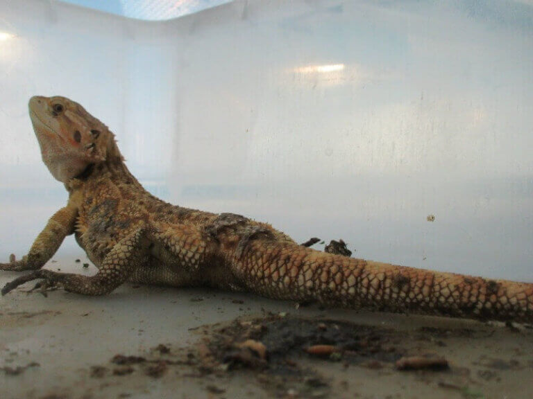 El lado oculto del comercio de reptiles | PETA Latino
