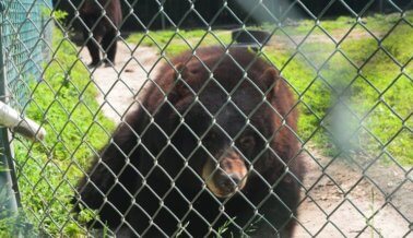 Mira Cómo Reacciona Esta Familia de Osos Ante su Nuevo Hogar en un Santuario