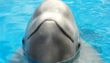 ¡Victoria! Denegada la solicitud del Acuario de Georgia para importar belugas