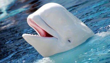 Beluga atrapada en SeaWorld ha perdido a sus cinco crías