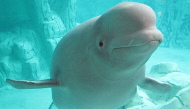 ¿Marineland Está Vaciando Sus Tanques? El Traslado de 5 Belugas Es una Buena Señal