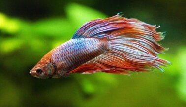 Maneras Rápidas y Fáciles de Ayudar a los Peces Ahora | ¡Actúa! Maneras Rápidas y Fáciles de Ayudar a los Peces Ahora | ¡Actúa!