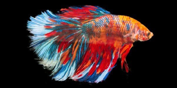 side view of a red, orange, and blue marbled betta fish facing to the right, on a black background