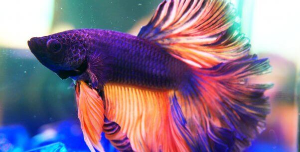 Side view of purple and pink betta fish, facing to the left in an aquarium