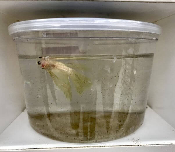 A white betta fish floats at the top of dirty water inside a tiny cup on a white shelf