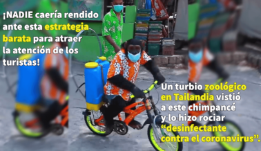 Zoológico Tailandés Criticado por Obligar a Chimpancé a Andar en Bicicleta y Rociar Desinfectante