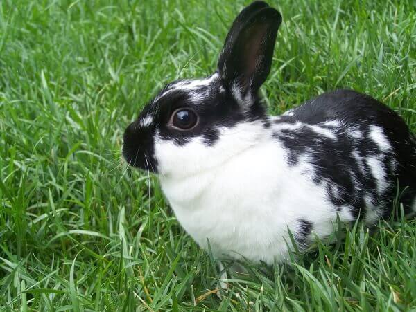 why no one should ever buy a bunny blog peta latino
