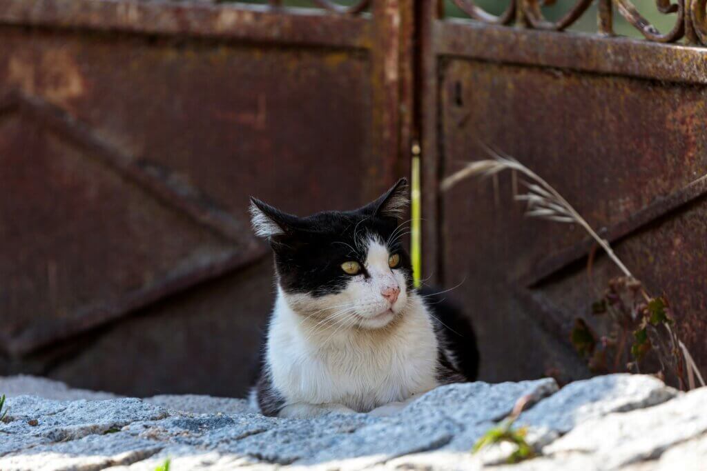 black and white cat outdoors