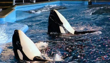 ‘Blackfish’: El documental que expone a SeaWorld