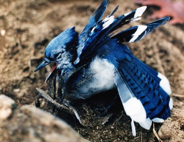 blue-jay-in-trap-bird