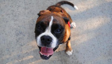 Boxer abandonado, moribundo hallado en una zanja obtiene segunda oportunidad de vivir.