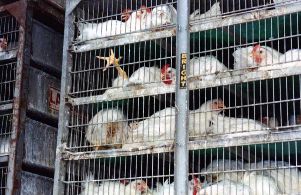 broiler chickens in transport