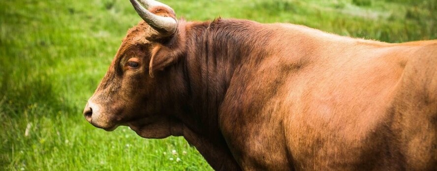 6 razones por las que México está dejando atrás la tauromaquia
