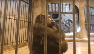 VIDEO: Animales Evidentemente Frustrados y Angustiados Juegan con Basura en este Zoológico de Tienda Departamental en Tailandia