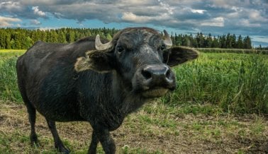 Búfalas de Agua Atadas a Postes y Golpeadas por Mozzarella