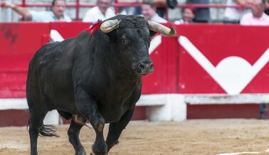 ¡Victoria! Las Corridas de Toros Son Ahora Ilegales en Quintana Roo, México