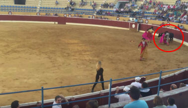Video: Simpatizante de PETA se apresura a ayudar a toro moribundo en plaza de toros de Albacete.