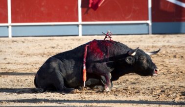 La Tauromaquia No Pertenece a la TV Pública