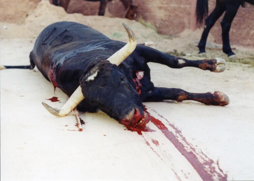 bullfighting-dead-bull