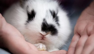 ¡45 Datos curiosos sobre conejos que te matarán de ternura!
