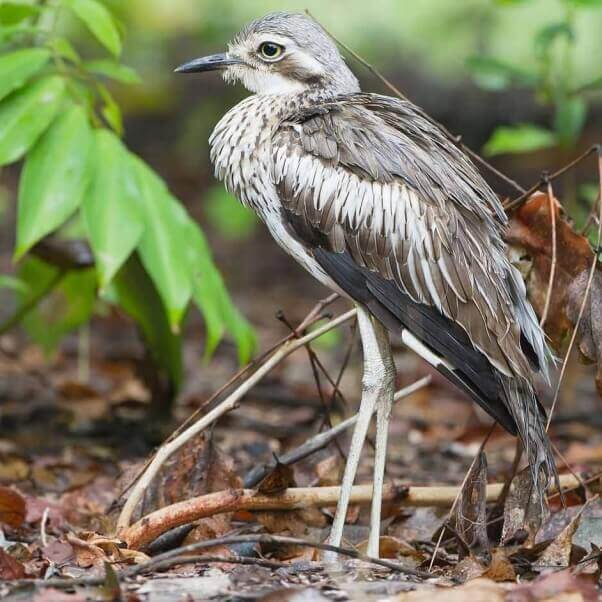 bush-stone-curlew