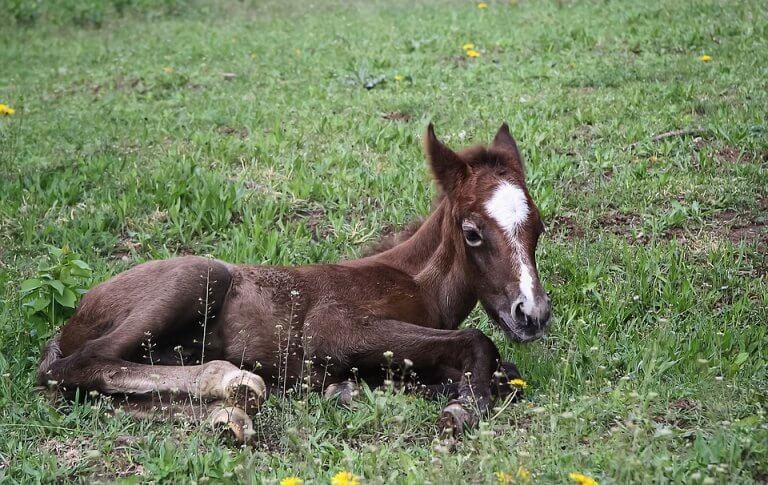 caballo bebé