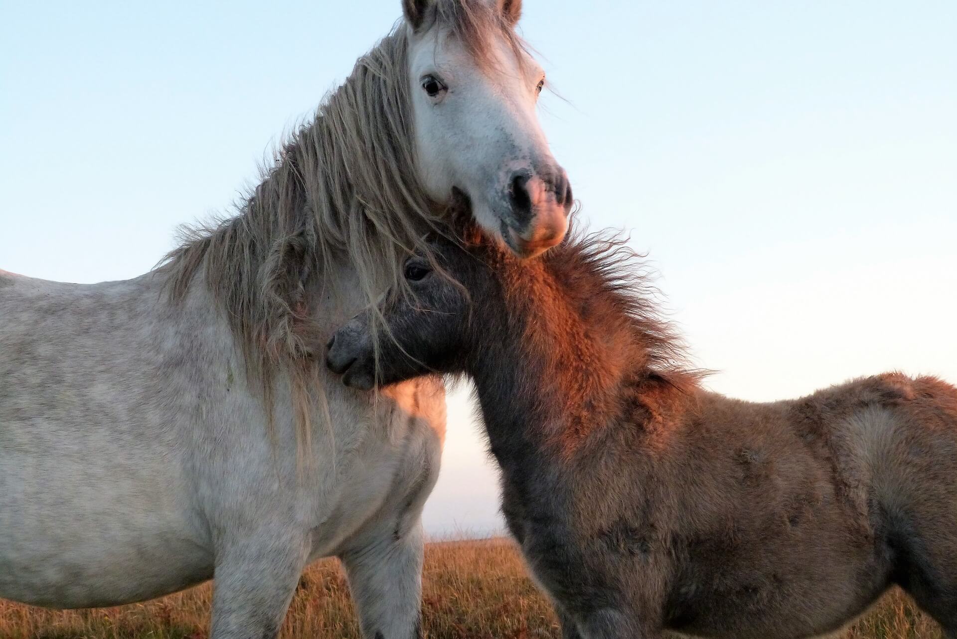 Caballo y pony