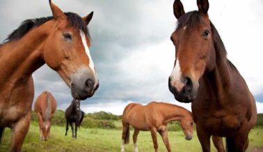 PETA Latino Aplaude la Ley que Protege a los Caballos Usados en Carreras PETA Latino Aplaude la Ley que Protege a los Caballos Usados en Carreras