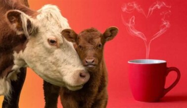 ¡VICTORIA! Tras presión de PETA, Peet’s Coffee elimina el recargo por leche vegana