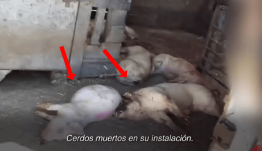 Filmación Revela Sufrimiento de Cerdos en Instalación de Tyson Foods
