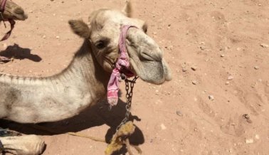 Animales Golpeados y Azotados en la ‘Ciudad Perdida’ de Petra