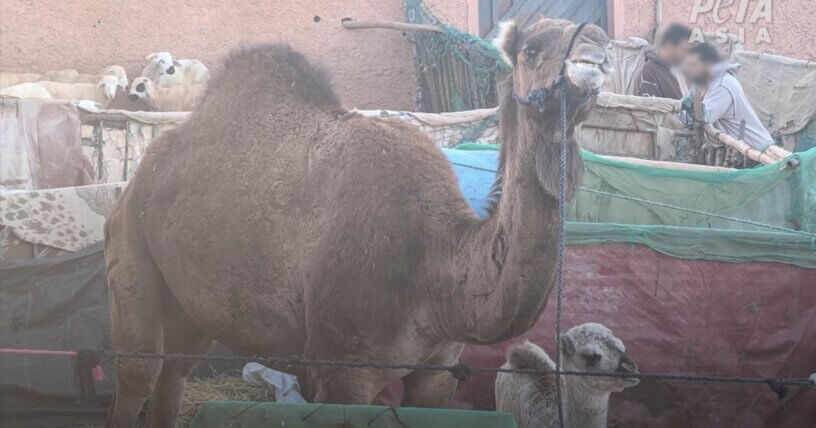 Por qué deberías evitar los paseos en camello en Marruecos