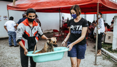PETA Latino Comparte el Amor con los Perros en Cancún en el Día de San Valentín