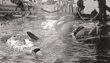 Liberen a Corky, la Orca que ha Pasado Más Tiempo en Cautiverio en el Mundo