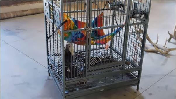 Aja granizo Macadán Tigres y leopardos encerrados en jaulas diseñadas para contener vegetales - Entradas - PETA Latino Aja granizo Macadán Tigres y leopardos encerrados en jaulas diseñadas para contener vegetales - Entradas - PETA Latino