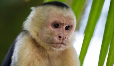 Tras Presión de PETA, Agencia Federal Rescinde Licencia del Distribuidor de Monos de Chris Brown