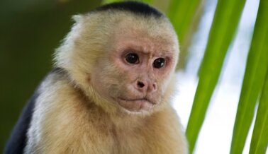 ‘Encantador de monos’ se declara culpable de conspiración de tráfico de animales silvestres