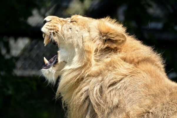 carnivore teeth