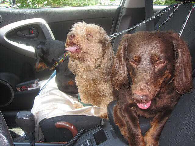 Perros en auto caliente featured image