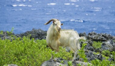 ¡Victoria para las Cabras! Victoria’s Secret Confirma que ya No Usará Cachemira