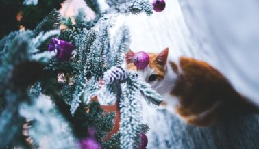 Mantén a los animales a salvo durante la época navideña