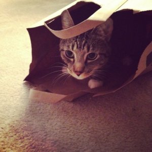 cat in bag